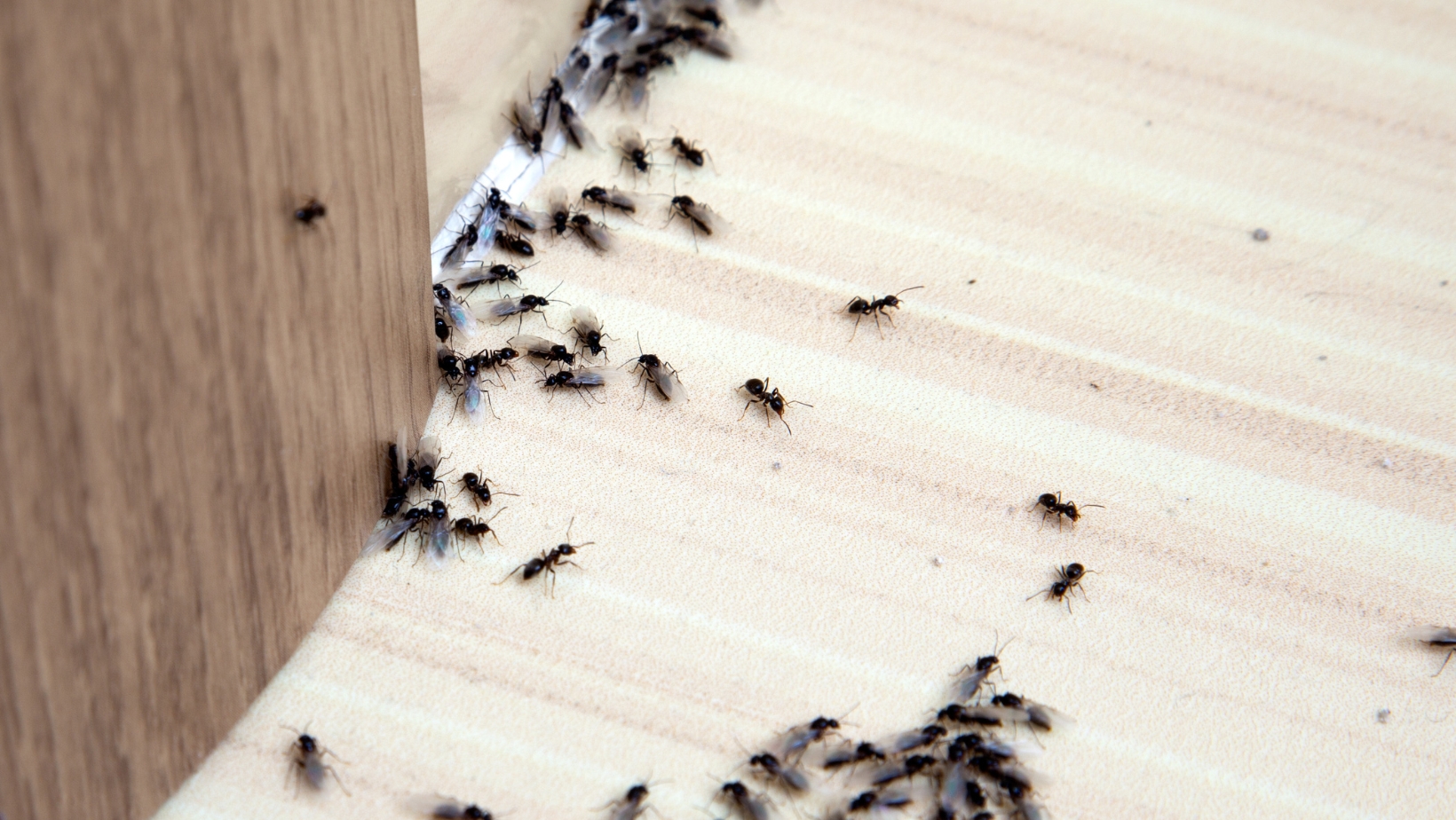 How Much Does Ant Control Cost?