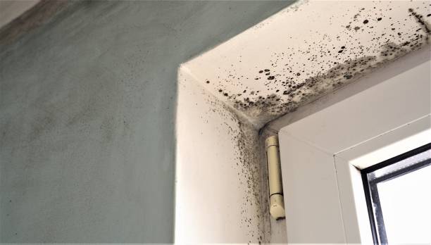 What is Mold Remediation?